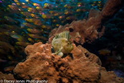 Leaf Scorpion Fish surrounded by a school of glass fish by Tracey Jones 